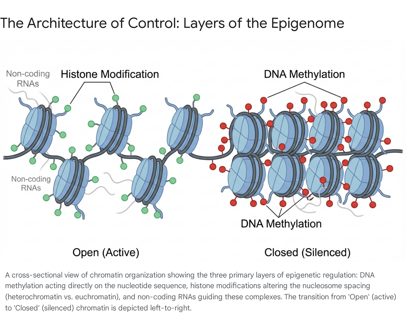 EpigeneticsReport Image1 3